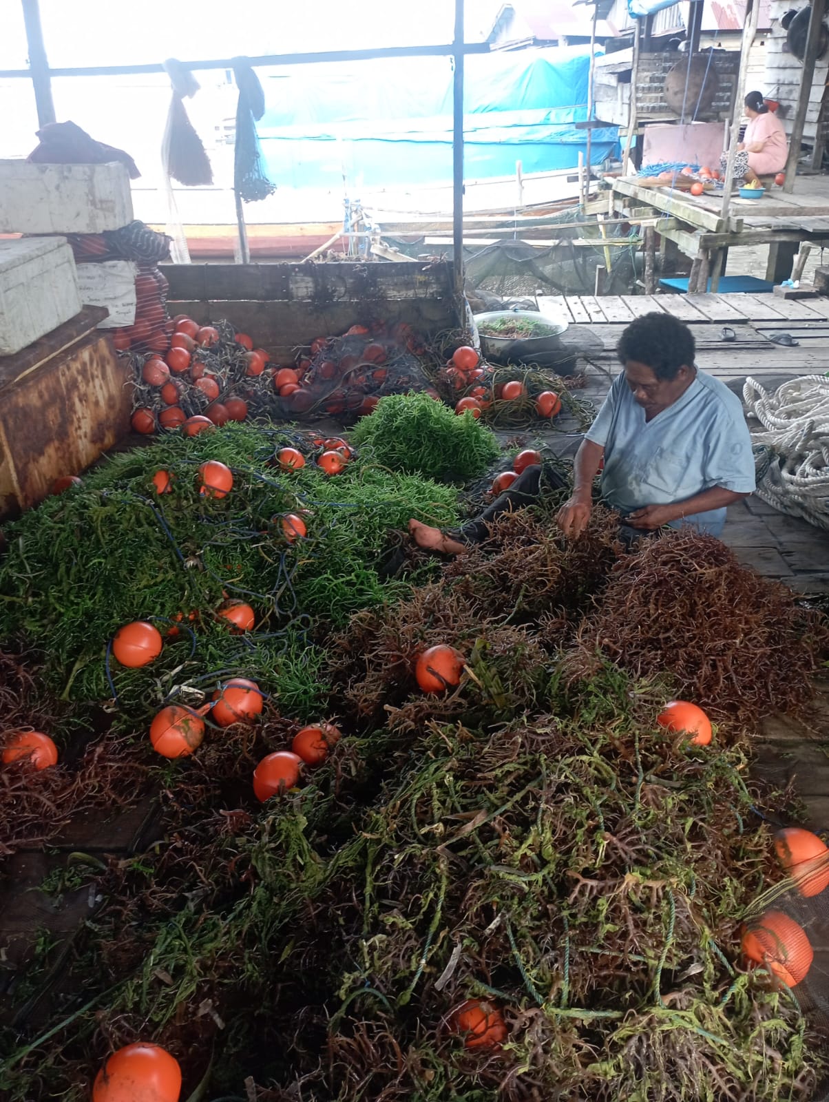 Pelatihan Teknik Budidaya Rumput Laut dilaksanakan di Kecamatan Weda